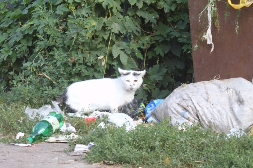 А ось сміття по вулиці Червоноармійській в Мені. Фото