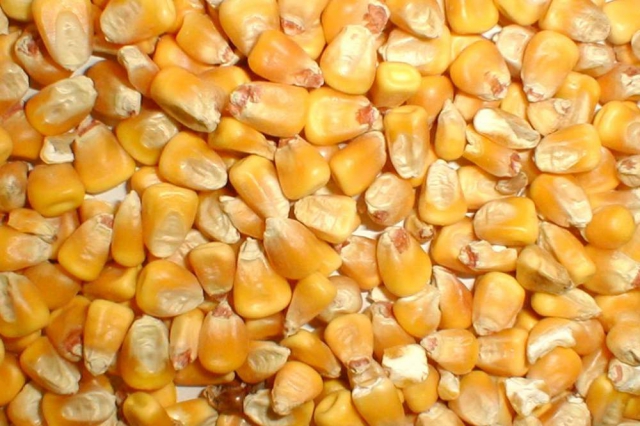 ОГОЛОШЕННЯ: Продам кукурузу