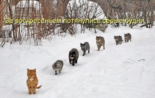 Гумор. За воскресеньем потянулись серые будни&hellip;