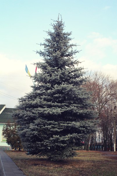 Новорічна ялинка в Мені буде, як і минулорічна