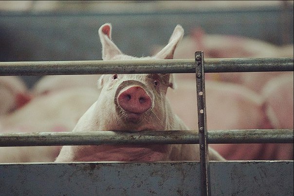 На Менщині затвердили план дій з ліквідації спалаху африканської чуми свиней у Городищі