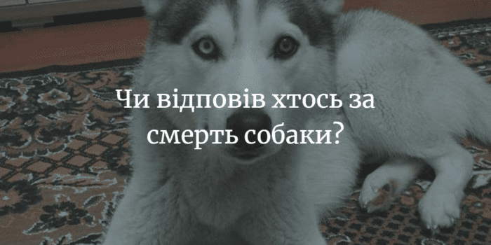 Чи покарали винного у вбивстві собаки &ndash; невідомо