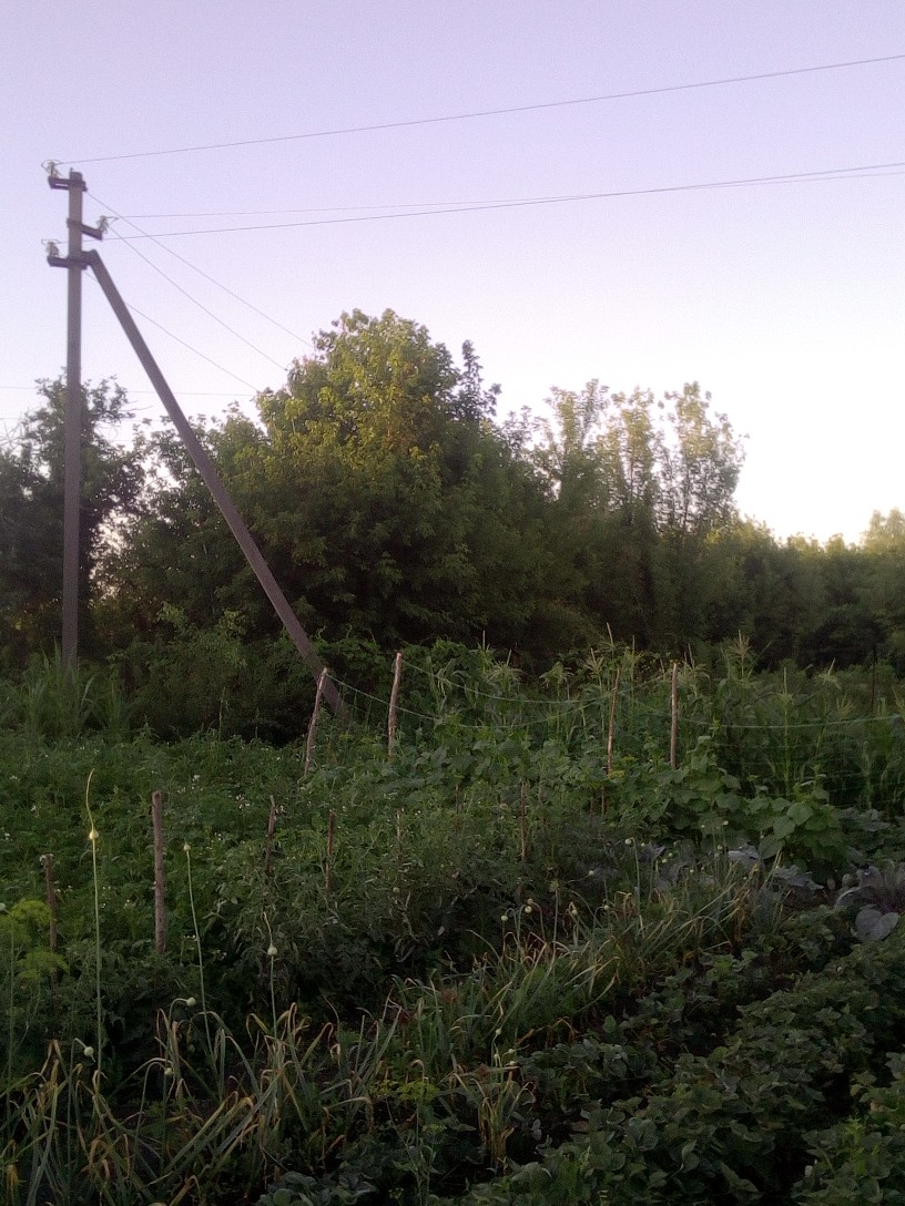 ПОВІДОМЛЕННЯ ЧИТАЧА. “Клени доросли до проводів”
