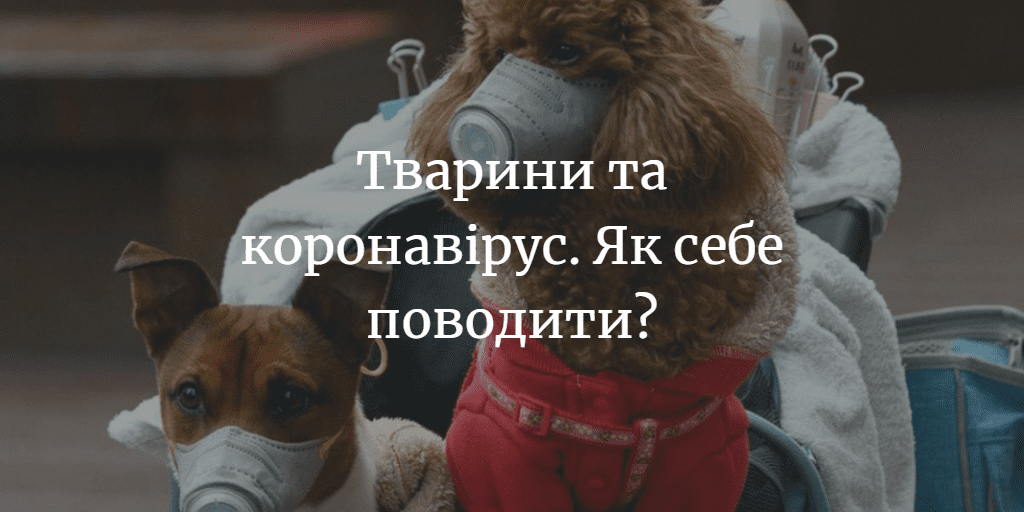 Тварини не передають коронавірус людям