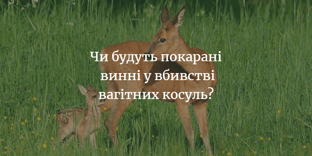 Чим закінчилася справа про вбивство 13 диких тварин, в тому числі вагітних косуль?