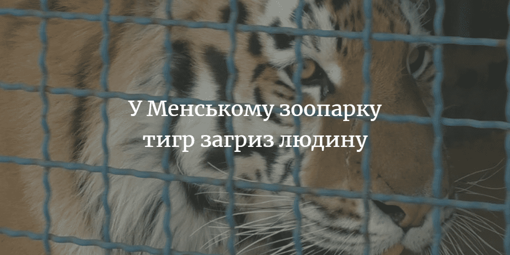 Тигр у зоопарку загриз годувальника насмерть