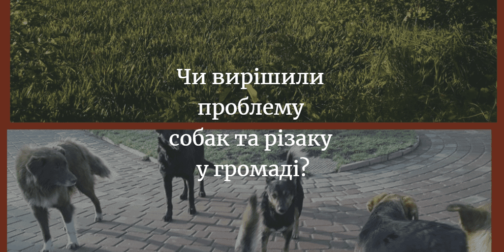 Чому не відбулася друга зустріч по вирішенню проблеми безпритульних собак?