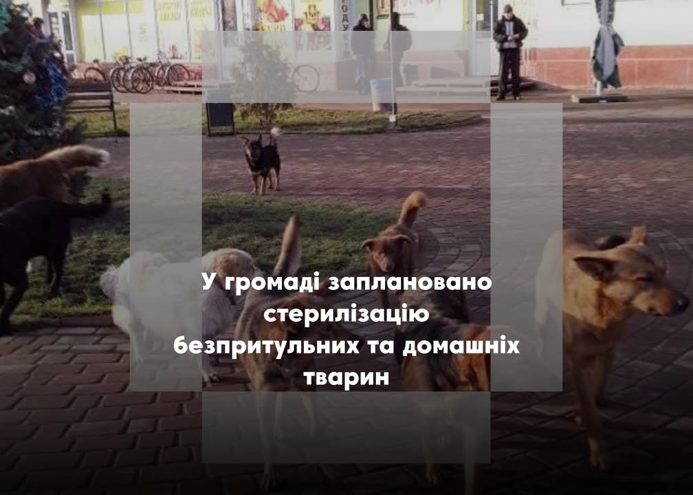 У Менській громаді планують стерилізацію тварин