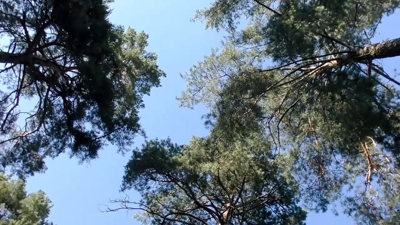Вітаємо з Днем молоді!