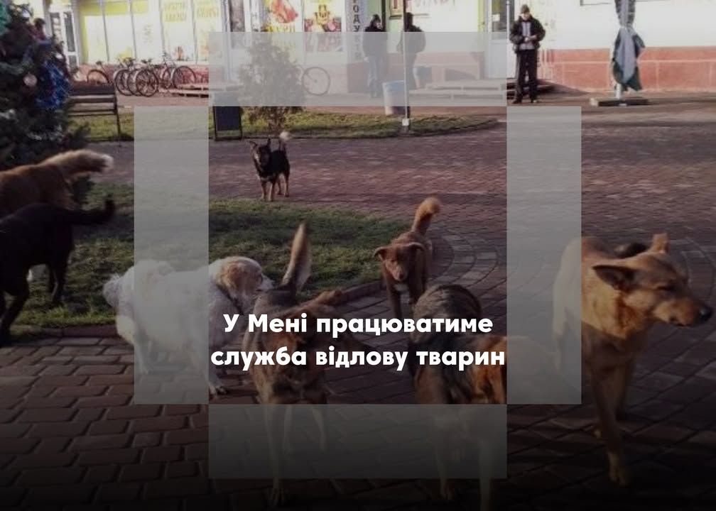 У Менській громаді проведуть відлов і стерилізацію безпритульних собак