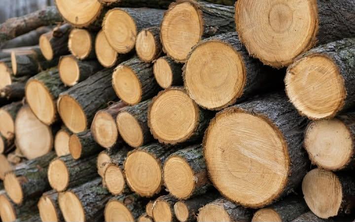 Міськрада відповіла на питання читачів про чергу та обсяги дров у Менській громаді